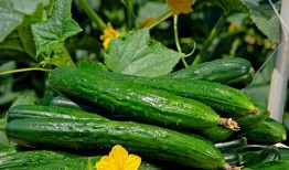 今日吃瓜热门大瓜每日更新,紧跟热门大瓜，揭秘娱乐圈最新动态